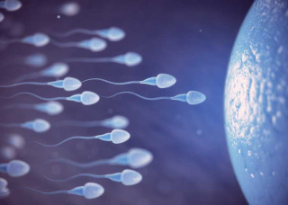 Тривалість життя сперматозоїдів