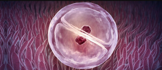 Эмбрион как пациент: возможности генетической лаборатории